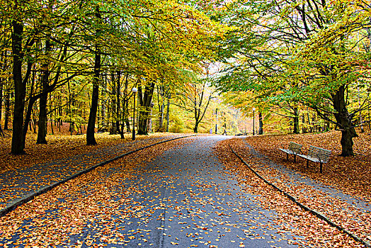 秋天,树,公园,小路