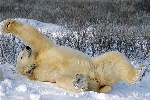 北极熊,躺,雪中,伸展,哈得逊湾,曼尼托巴,加拿大