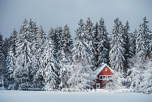 红房,树林,冬天,哈尔茨山,德国