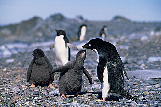 南极,半岛,区域,岛屿,阿德利企鹅,生物群