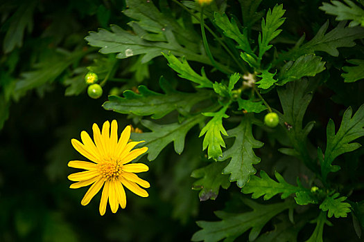 小黄菊