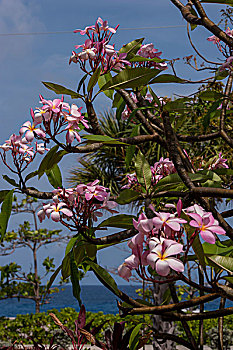 英属西印度群岛,开曼群岛,大开曼岛,粉色,夹竹桃