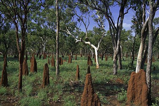 橡胶树,桉树,树林,白蚁,水,北领地州,澳大利亚