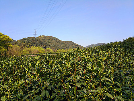 茶园,风景,绿茶,基地,旅游,踏青