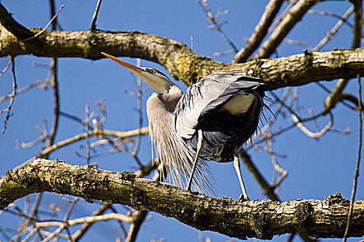 一个,大蓝鹭,坐在树上,枝条,史坦利公园,温哥华,加拿大