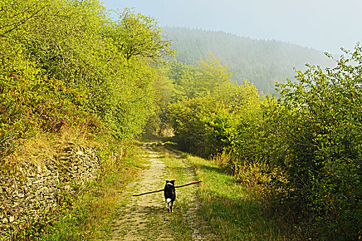 博德牧羊犬,棍,乡间小路,黑森州,德国