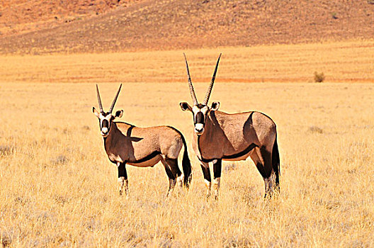 南非大羚羊,羚羊,高,草,自然保护区,纳米布沙漠,纳米比亚,非洲