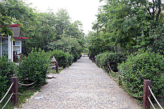 南戴河,戴河庭院,庭院,绿化,植被,环境,优雅,安静