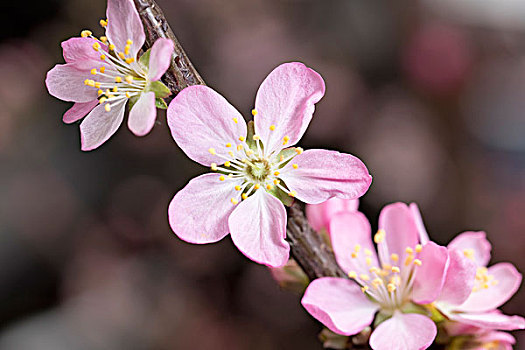 三朵桃花