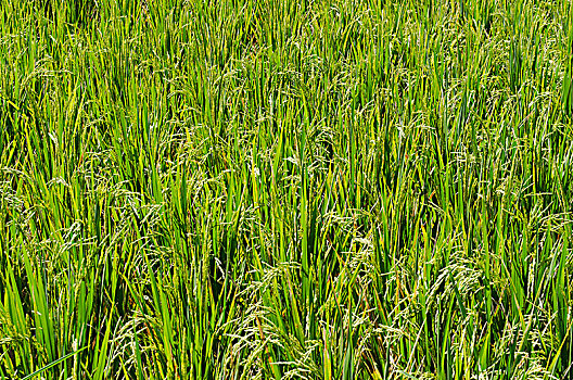 稻米,植物,稻,稻田,巴厘岛,印度尼西亚,亚洲