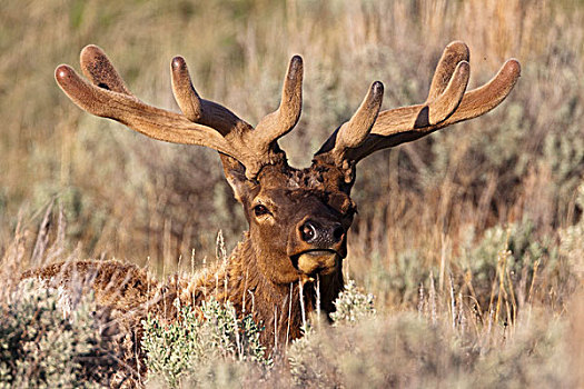 北美马鹿,麋鹿,鹿属,鹿,黄石国家公园,怀俄明,爱达荷,蒙大拿,北美,美国