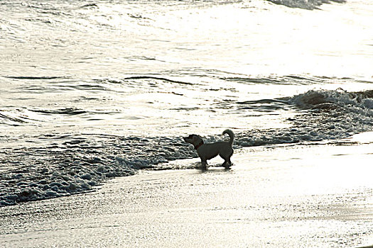 狗,涉水,海滩