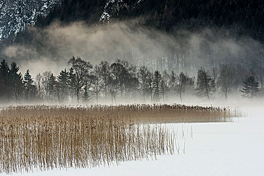 冬天,雾,岸边,阿亨湖地区,提洛尔,奥地利