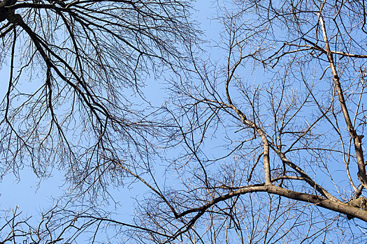 树林,树枝,蓝天