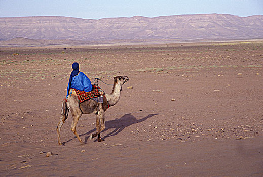 摩洛哥,靠近,扎古拉棉,男人,传统服饰,骑,骆驼,岩石,沙漠