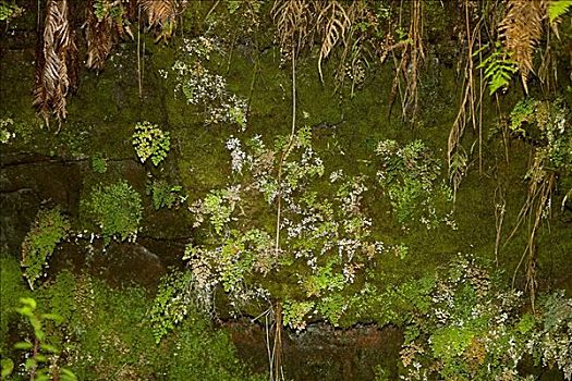 苔藓,岩石上,夏威夷火山国家公园,夏威夷,美国