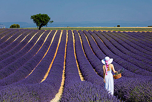 女孩,白色长裙,帽子,薰衣草种植区,篮子,花,瓦伦索,普罗旺斯,法国