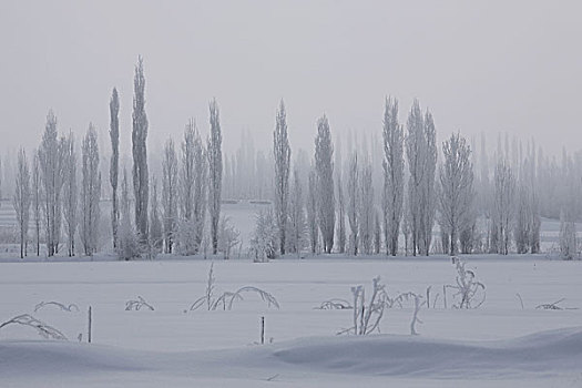 新疆伊犁赛里木湖果子沟冬日雪景