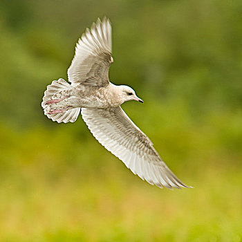 阿拉斯加,卡特迈国家公园,不成熟,海鸥