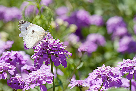 蝴蝶,紫花