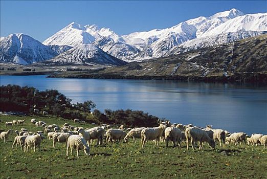 家羊,绵羊,成群,放牧,靠近,冬天,坎特伯雷,新西兰