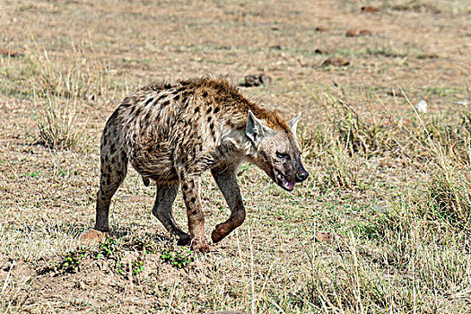 斑鬣狗,马赛马拉国家保护区,肯尼亚,非洲