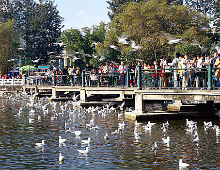 云南昆明翠湖公园内的观赏红嘴鸥的人群