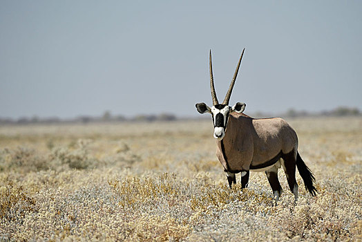 长角羚羊,羚羊,站立,高,草,埃托沙国家公园,纳米比亚,非洲
