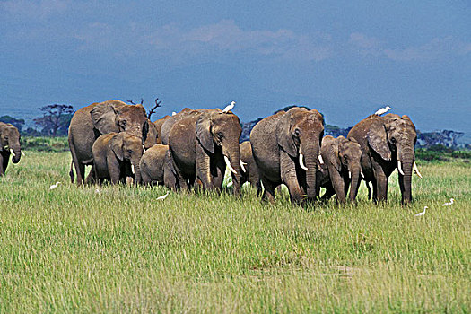 非洲象,牧群,马赛马拉,公园,肯尼亚