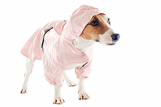 杰克罗素犬,雨衣