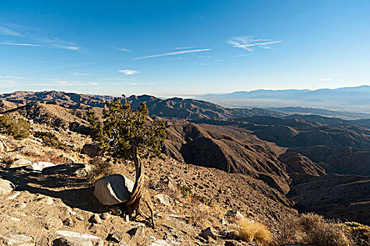 矮小,树,钥匙,风景,约书亚树国家公园,加利福尼亚,美国