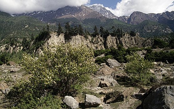 树,山脉,背景,安娜普纳,尼泊尔