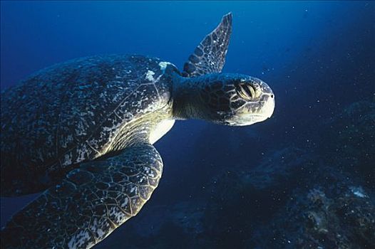 绿海龟,龟类,岛屿,加拉帕戈斯群岛,厄瓜多尔