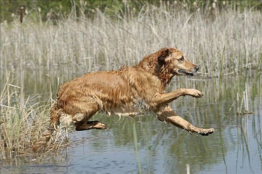 金毛猎犬,母狗,跳跃,水