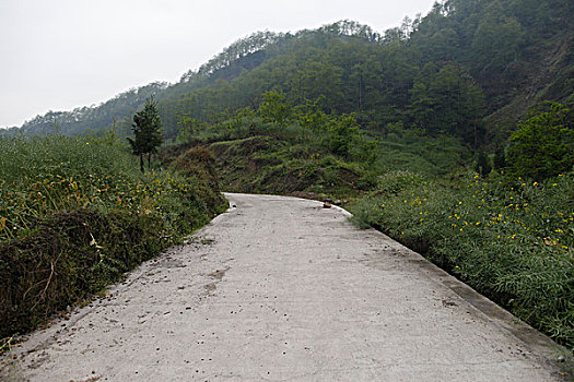 绿树环抱的蜿蜒山路