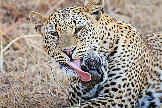 豹,舔,爪子,南卢安瓜国家公园,赞比亚,非洲