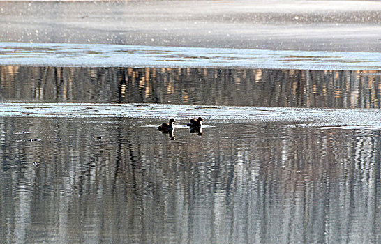 冬季河中的野鸭