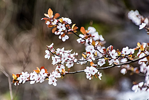 紫荆花