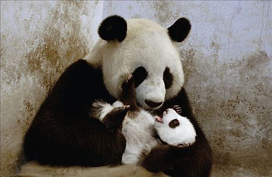 大熊猫,星期,老,幼兽,中国,研究中心,卧龙自然保护区