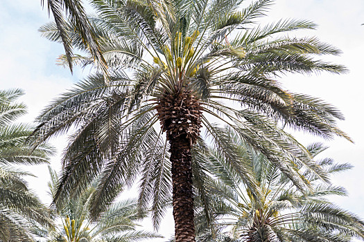 椰枣,枣,棕榈树,种植园,南方,以色列