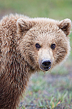 棕熊,一岁,幼兽,卡特麦国家公园,阿拉斯加,美国