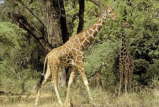 长颈鹿,走,萨布鲁国家公园,肯尼亚