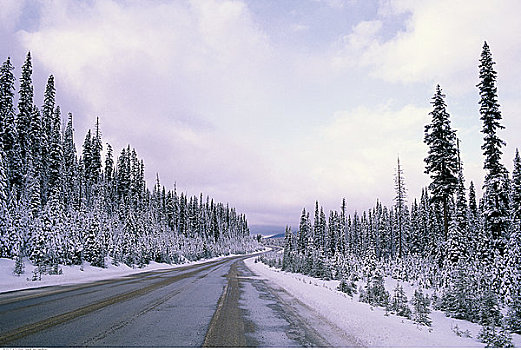 公路,冬天,库特尼国家公园,不列颠哥伦比亚省,加拿大