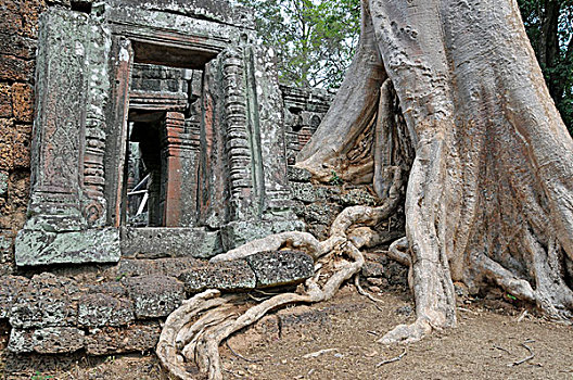 无花果树,榕属植物,寺庙,吴哥,柬埔寨,亚洲