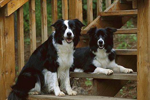 博德牧羊犬,狗,两个,黑白,成年,休息,平台