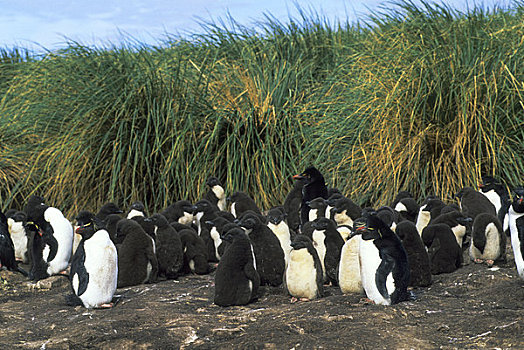 福克兰群岛,岛屿,凤冠企鹅,生物群,成年,幼禽