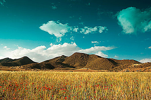 野花,山