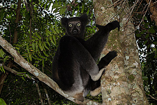 雌性,树上,东北方,马达加斯加,非洲