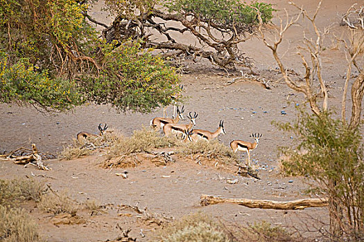 跳羚,索苏维来地区,国家公园,纳米比亚