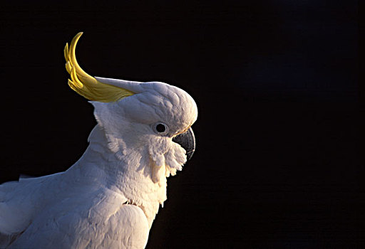 硫磺,美冠鹦鹉,悉尼港,澳大利亚